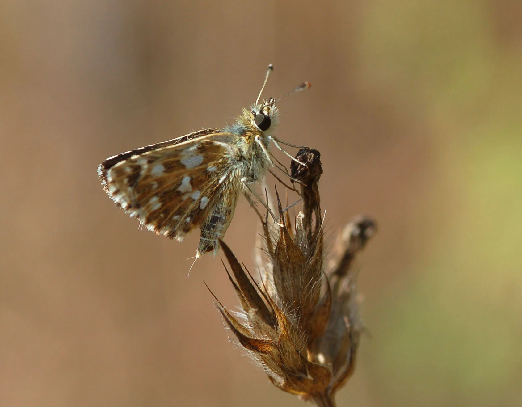 Butterflies 3